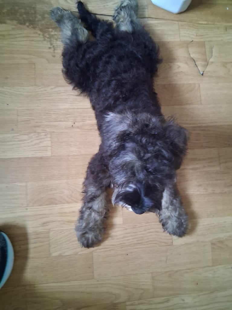 Adorable Miniature Schnauzer Puppies for Sale 