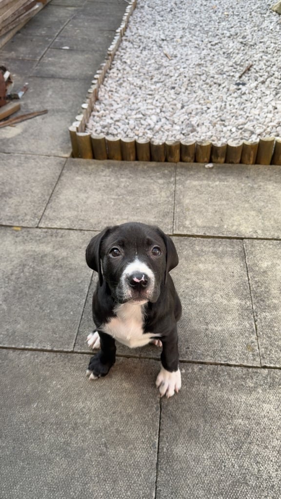 lab+pocket bully