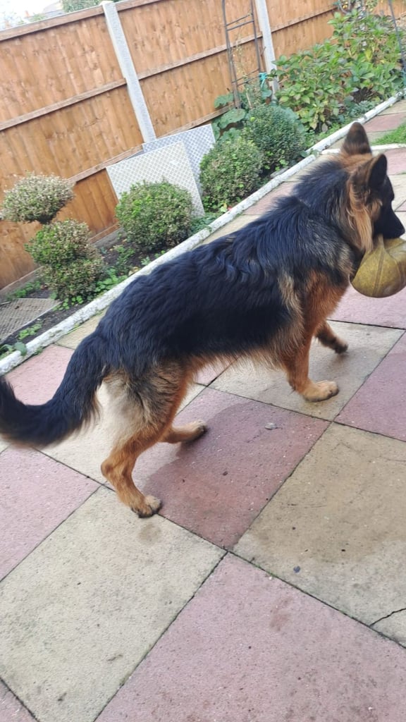 11 month old german shepherd 