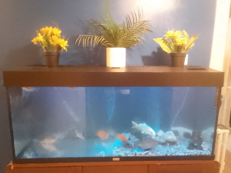 image for 4ft tank with full set up 