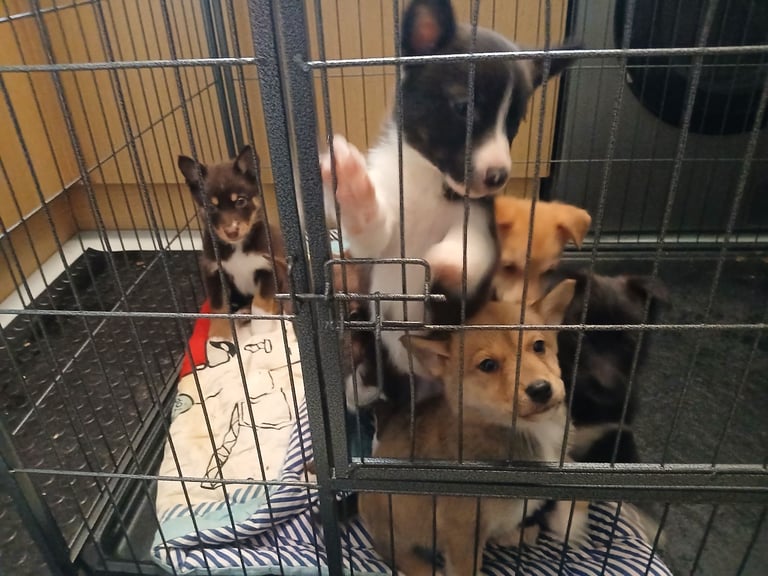 Mum is a husky collie cross dad is a malamute husky cross 