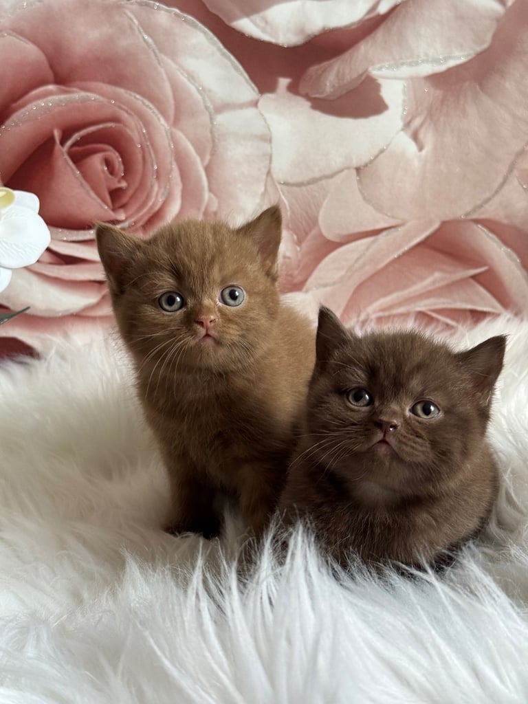 British shorthair kittens 