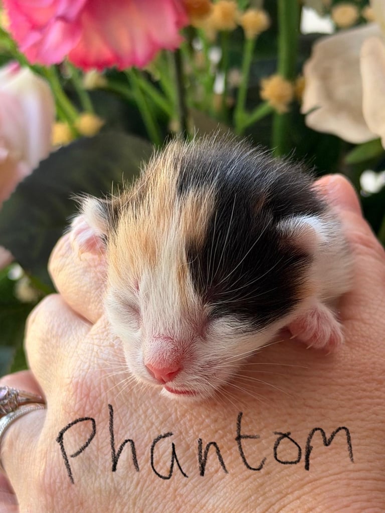 Mixed Maine Coon kittens