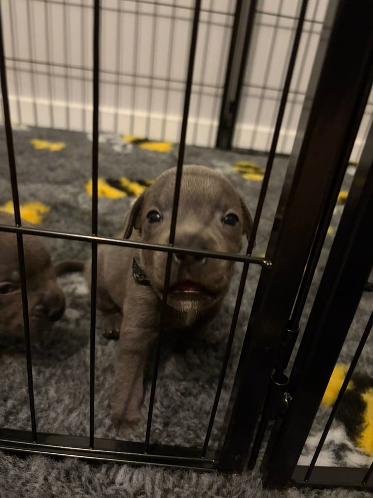 Kc reg blue Staffordshire bull terrier 