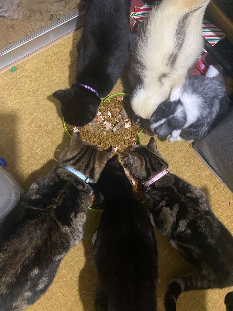 Lovely young cats looking for forever family 