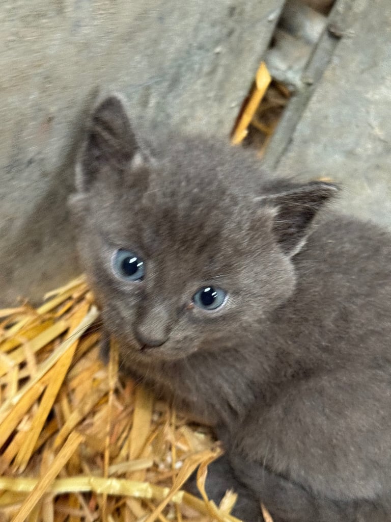 Kittens for sale - 2 boys, 2 girls  £120