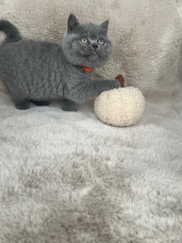 Beautiful British Shorthair Kittens