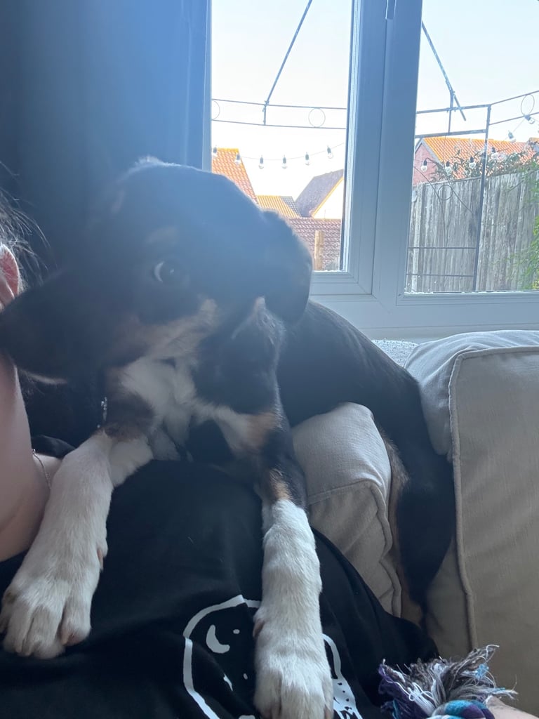 4 month old female collie/lurcher 
