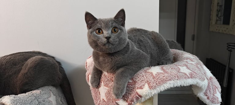 British blue shorthair kitten 