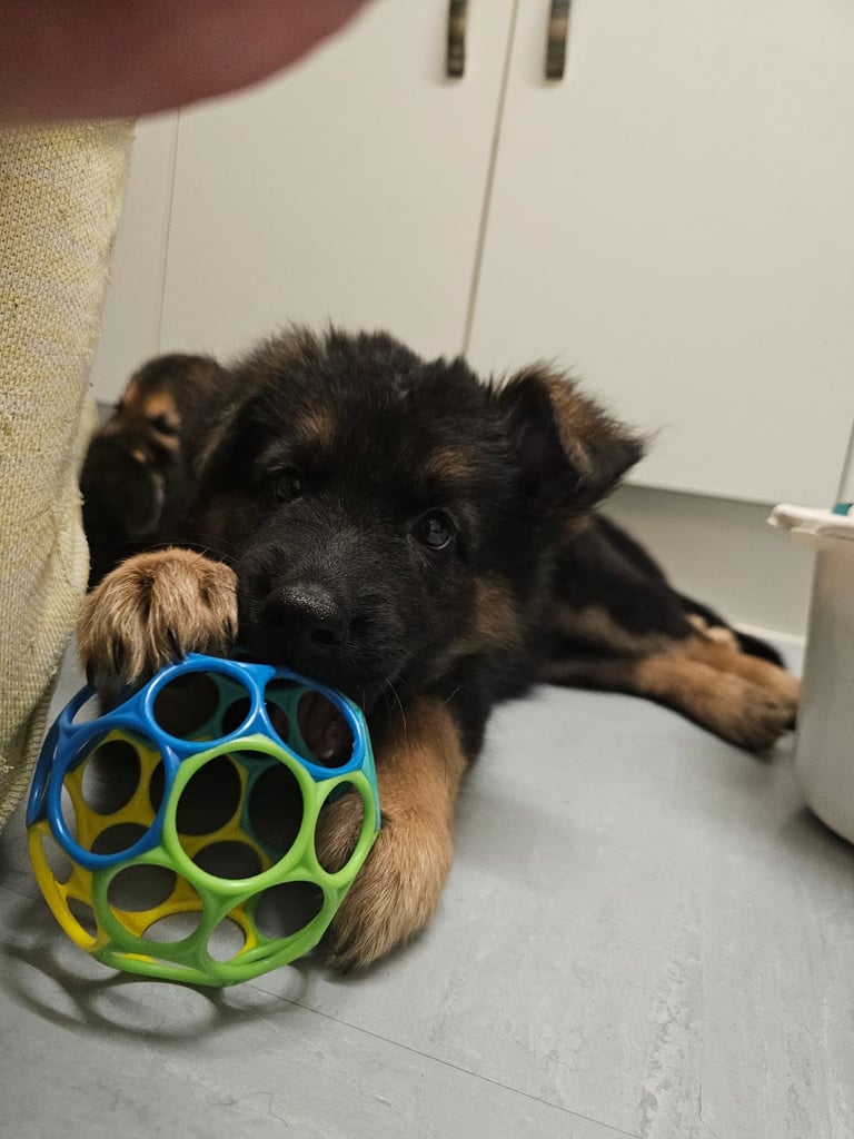 German Shepherd puppy Girl