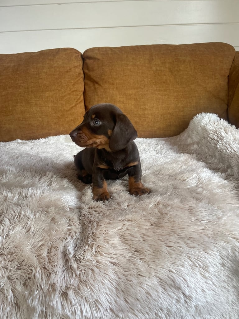 Miniature dachshund puppy 