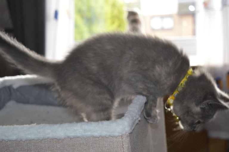 🐾 Adorable British Shorthair Kitten Girl ❤️