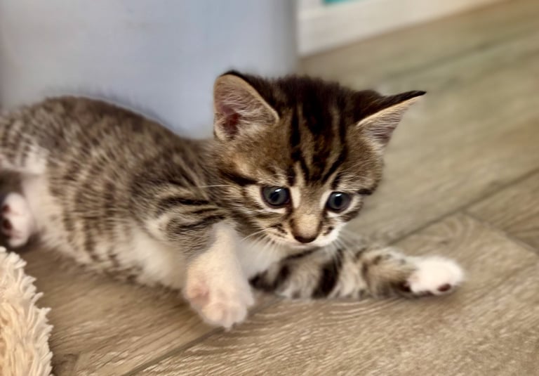✨Siberian Cross Kittens – 2 Boys – Hypoallergenic  £350. Ask about delivery