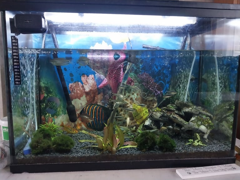 image for Fish tank 