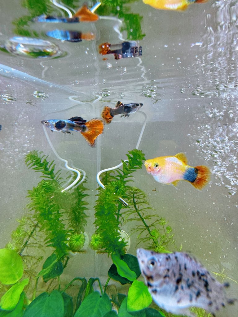Small platys and Guppys for sale £1 each-Fish only