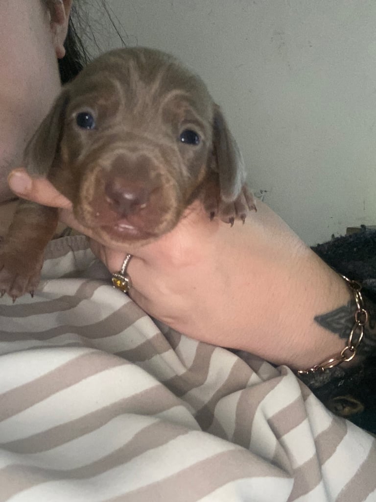 3 male miniature dachshunds