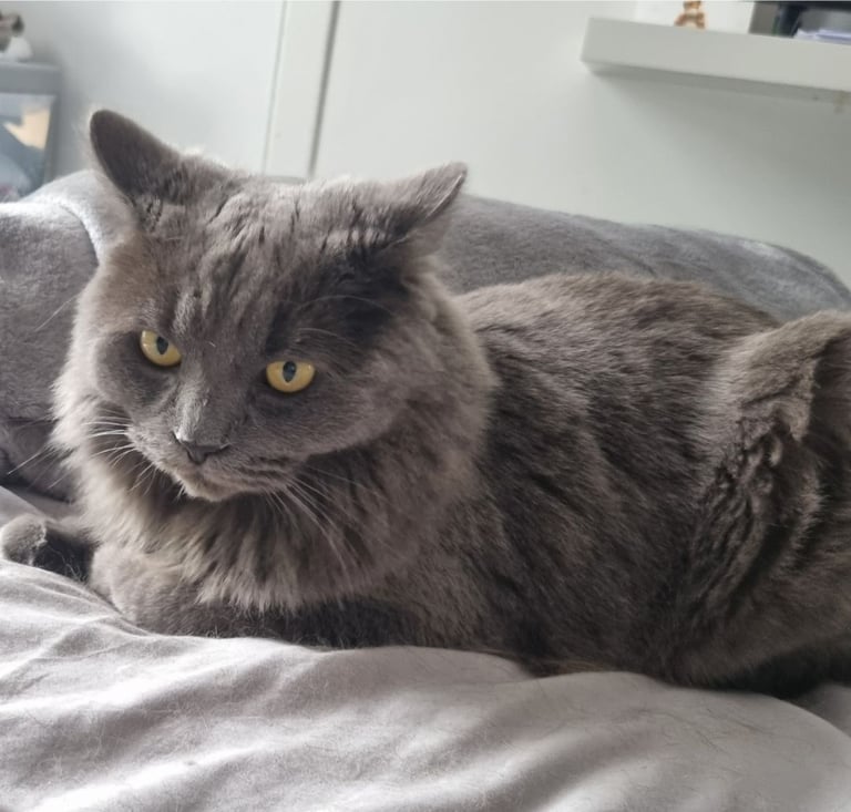Ragdoll cross  young male cat 