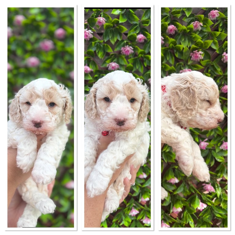 5 beautiful cavapoochon puppies looking for their forever homes