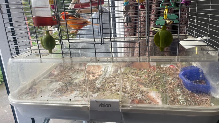 Bird cage for sale with birds and accessories 