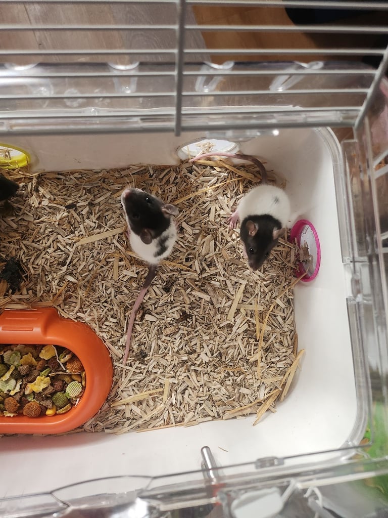 3 girls left Topeard&dumbos on way soon