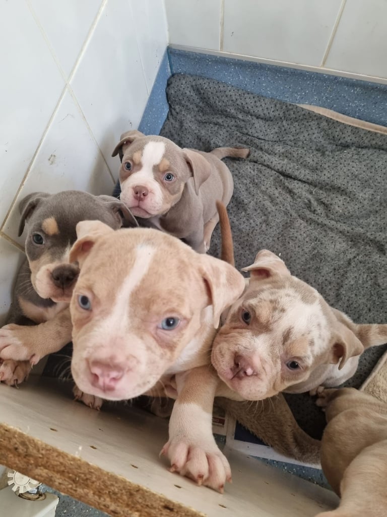 Pocketbully puppies 