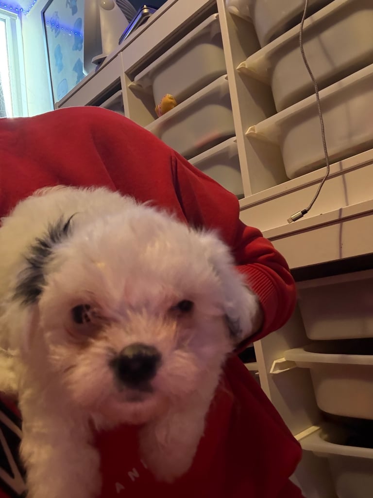 Cotton De Tulear puppies x3 looking for their forever homes