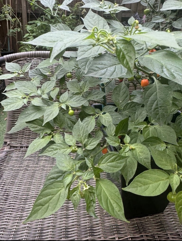Round naga plant