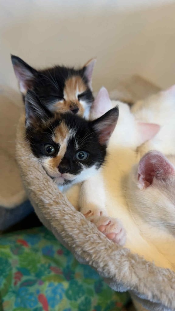Beautiful kittens
