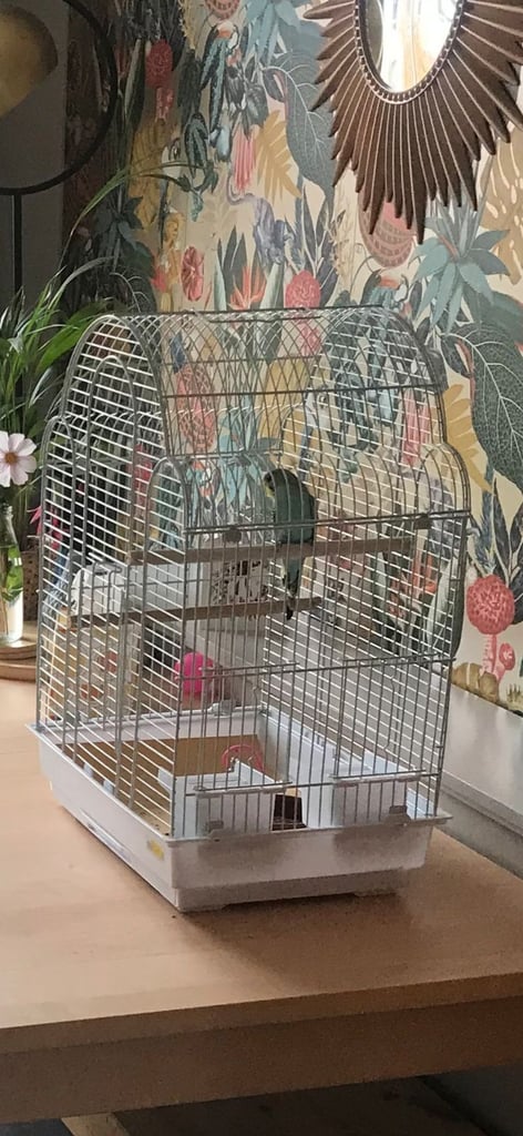 3 year old Budgie