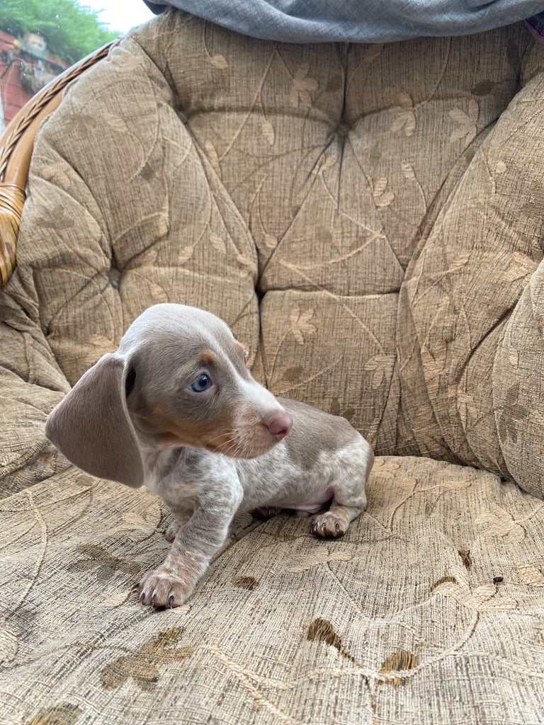 Miniature Dachshund puppies,