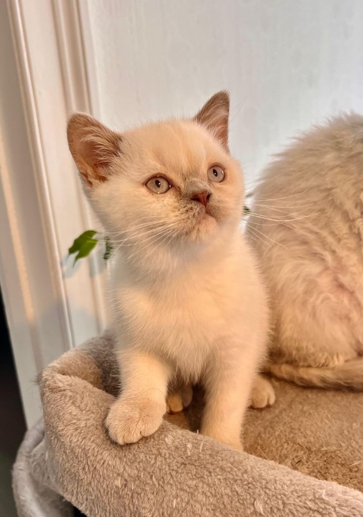 SELKIRK REX KITTENS READY NOW