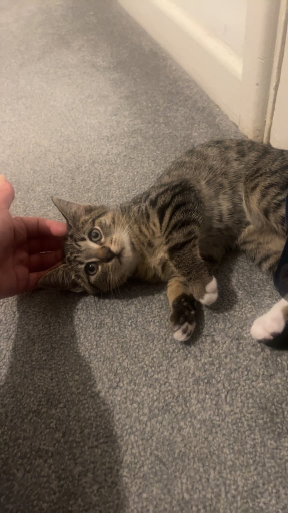 Tabby kittens 