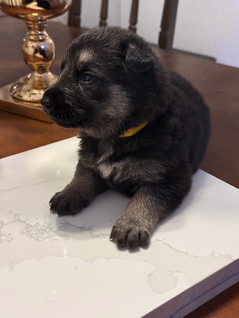 Lovely puppies shepherds for your family  