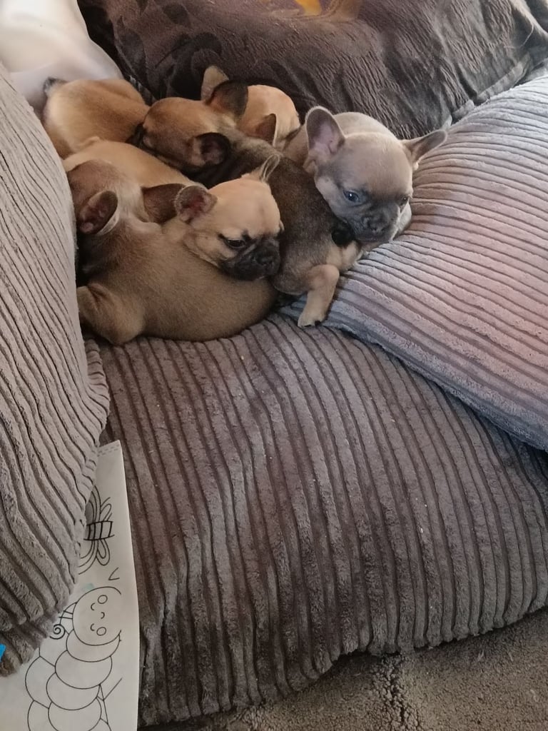 French bulldog only girl  left urgent 