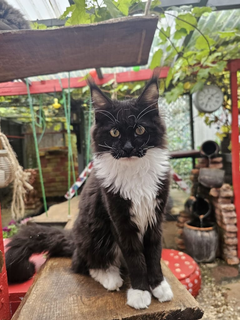 Last one Black with White Girls # Maine Coon kitten 