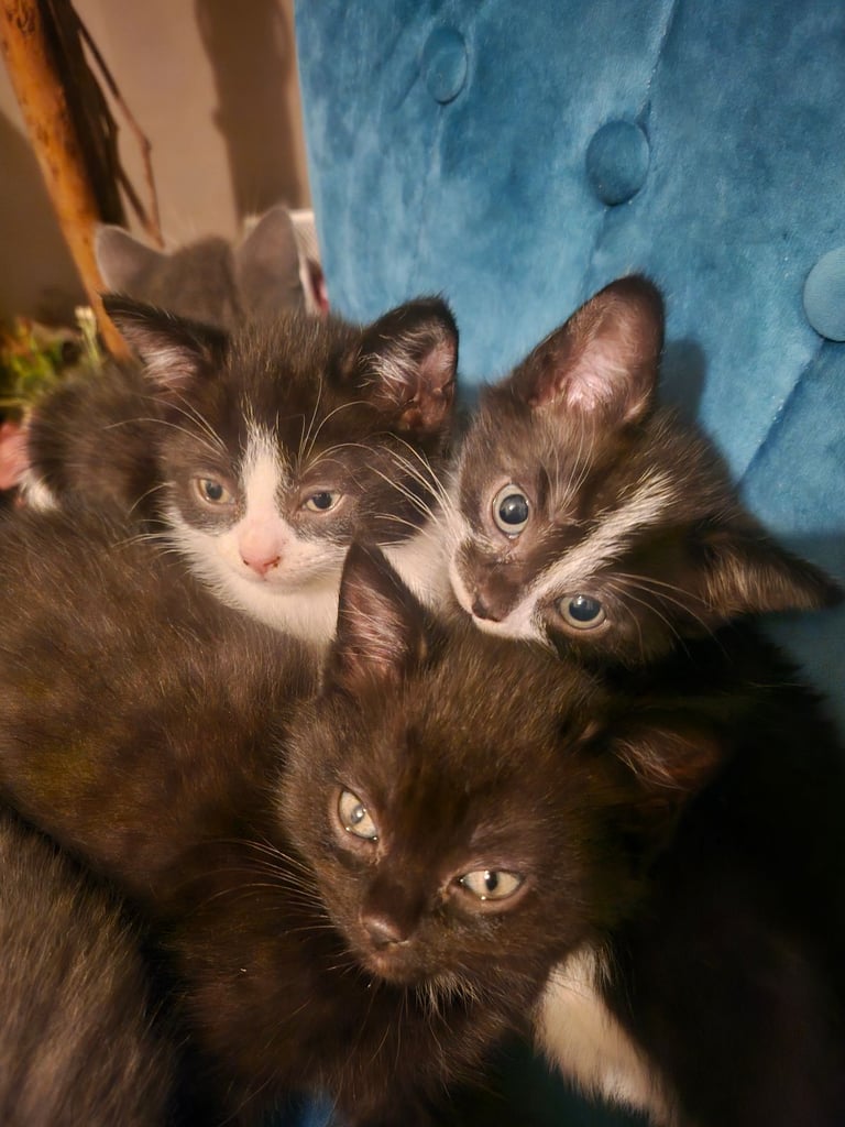 Beautiful British Short haired mixed breed kittens 