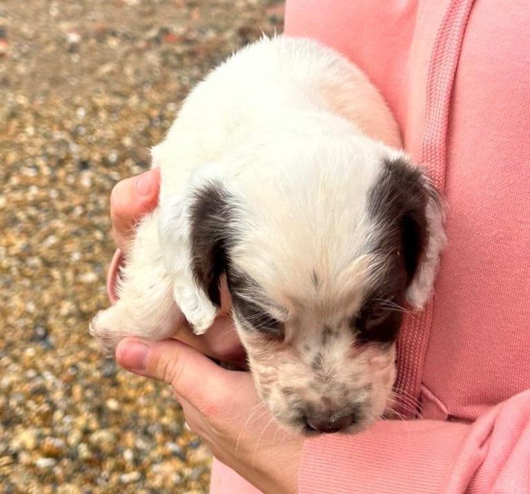 Springer spaniel puppies 