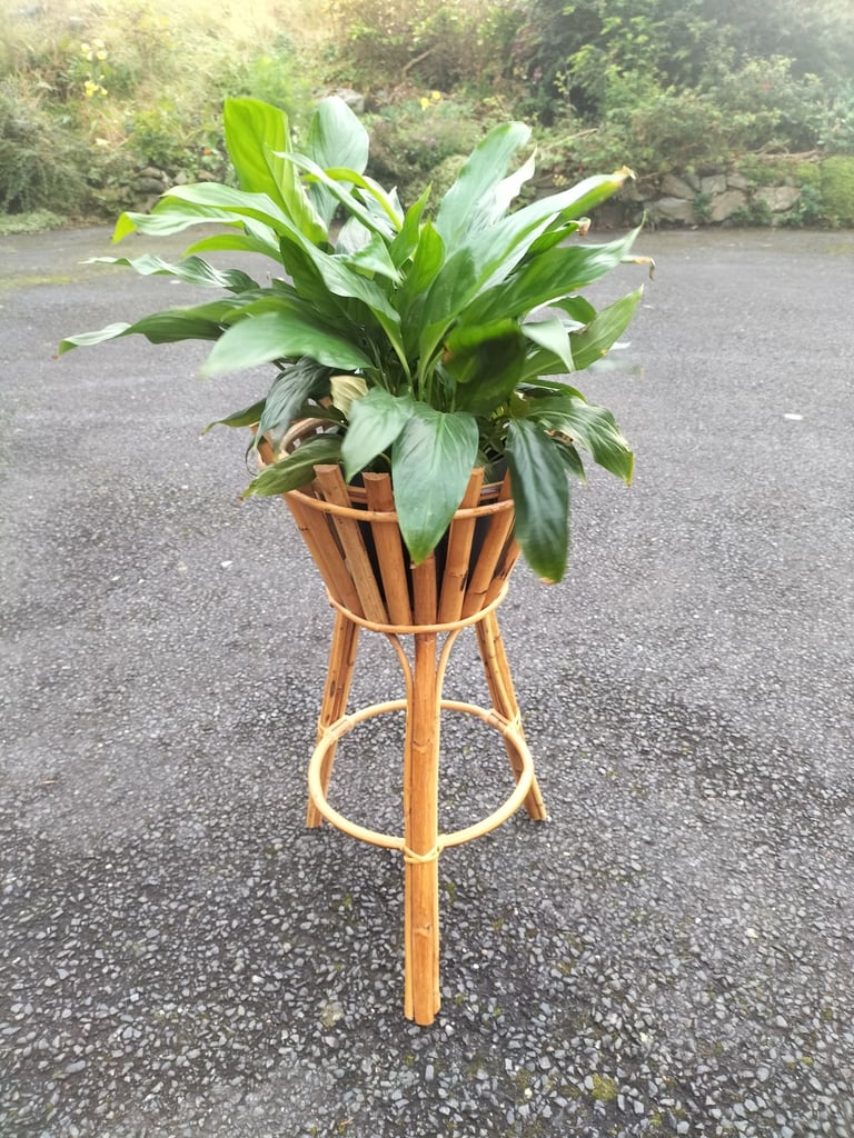 image for Cane plant stand 