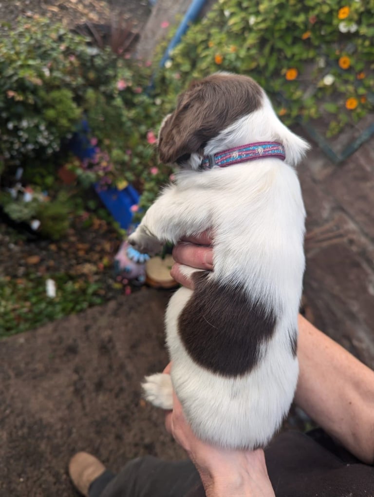 English Springer Spaniel Puppies 
