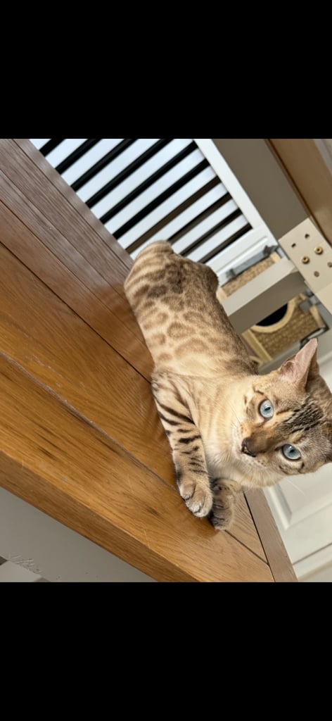 Maine coon cross Bengal kittens ready now 