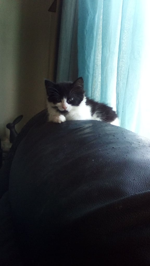1 healthy happy kitten