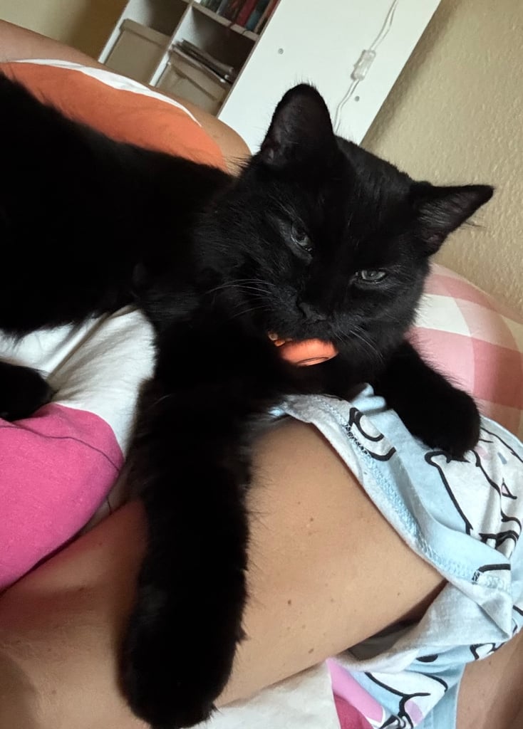Affectionate, black Siberian-mix  11 months kitten