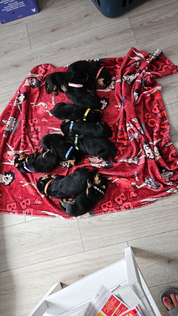 Rottweiler puppies