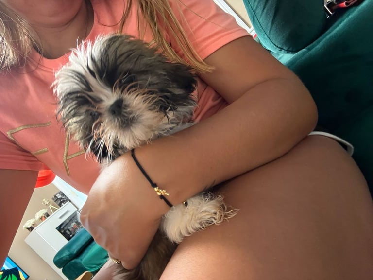 image for 2 boys shihtzu 