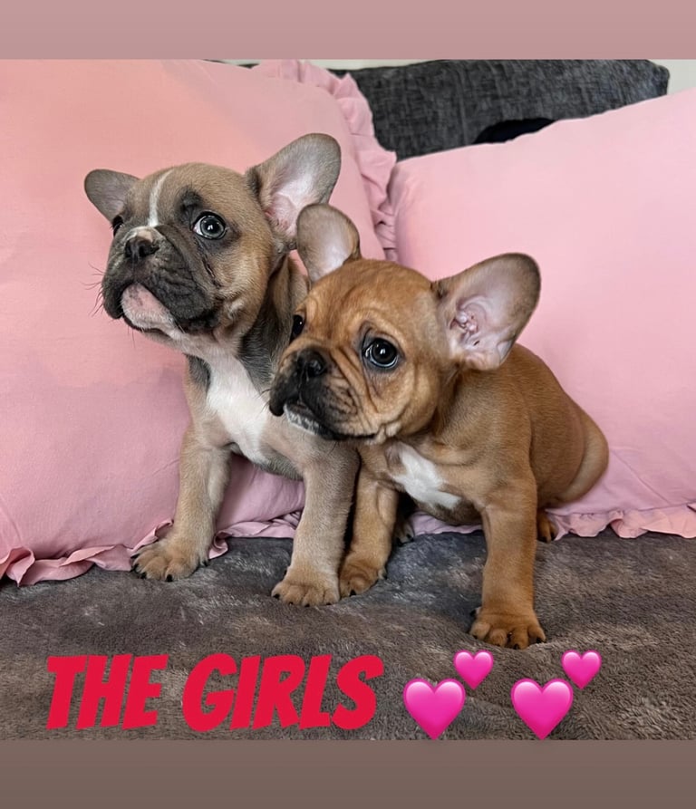 image for 3 Beautiful French Bulldog puppy’s 
