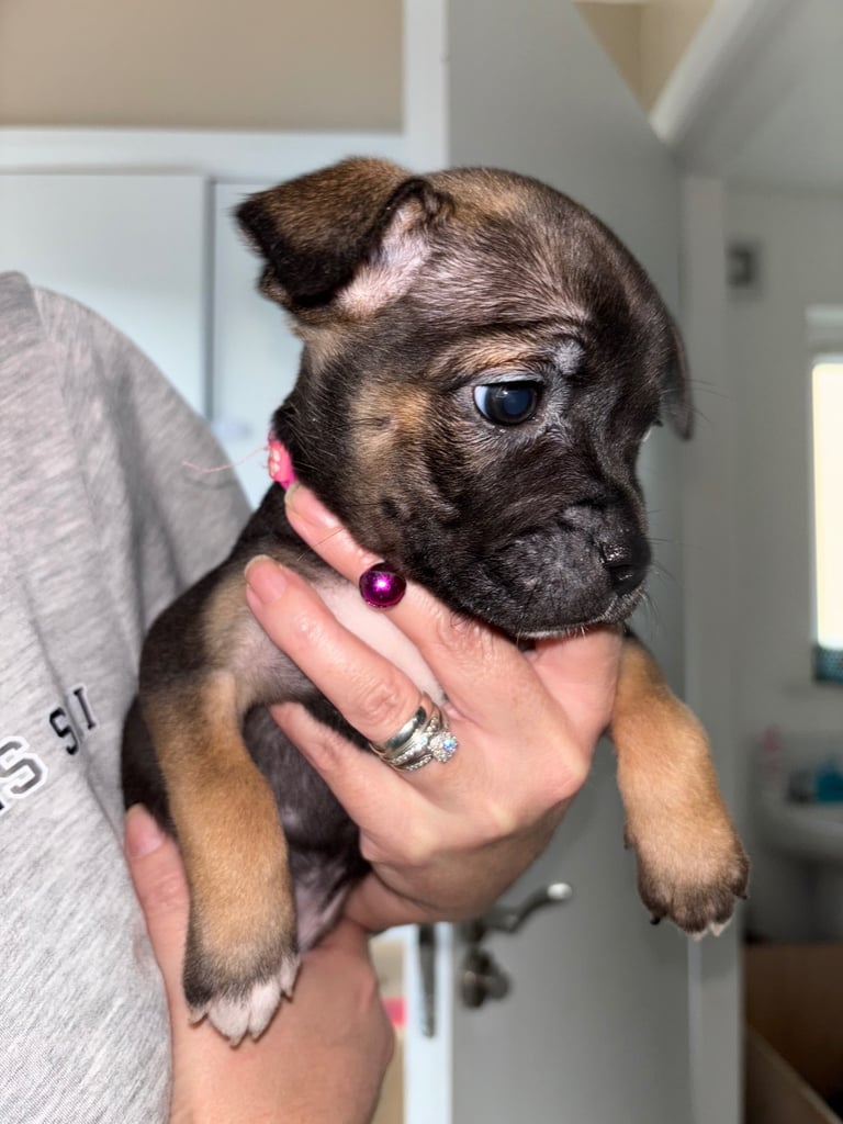 Bulldog/staffy mix 