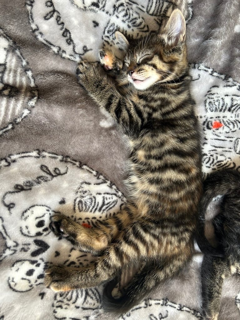 bengal x ragdoll kittens READY TO LEAVE 