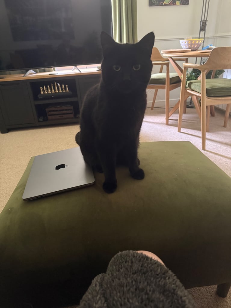 Bombay Cat