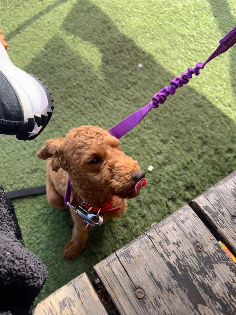 KC Red Fox miniature toy Poodle puppy ready now