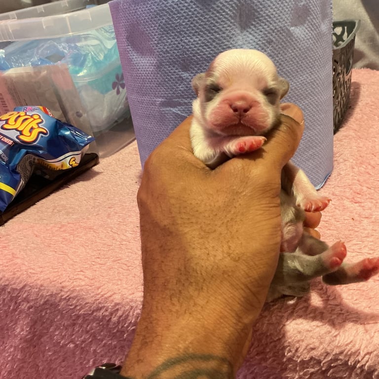 ✨15 Beautiful French Bulldog Puppies ✨